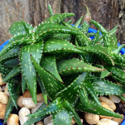 Aloe jucunda (10 piezas)