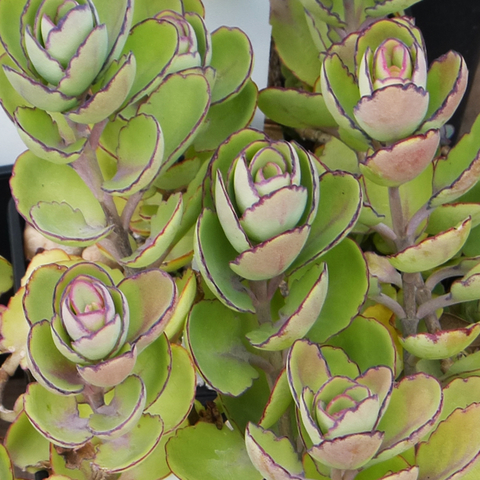 Kalanchoe fedtschenkoi fa. compacta