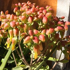 Kalanchoe laetivirens (10 piezas) - comprar en línea