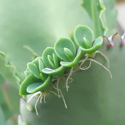 Kalanchoe laetivirens