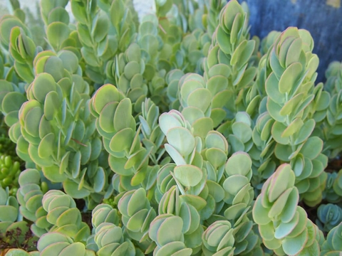 Kalanchoe marneriana