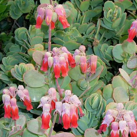 Kalanchoe marneriana