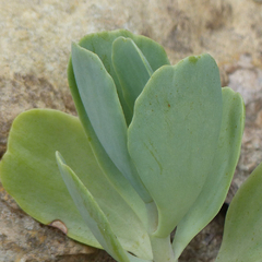 Kalanchoe sp. (10 esquejes)