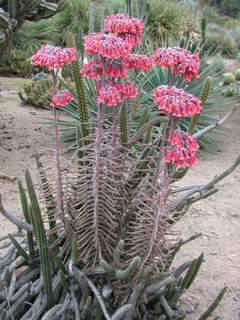 Kalanchoe tubiflora - Suculentas Dzityá