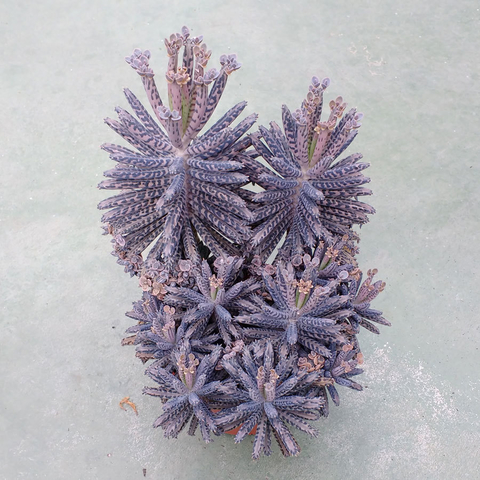 Kalanchoe tubiflora