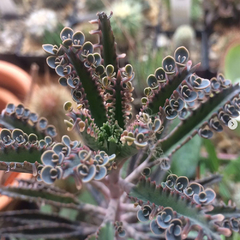 Kalanchoe tubiflora