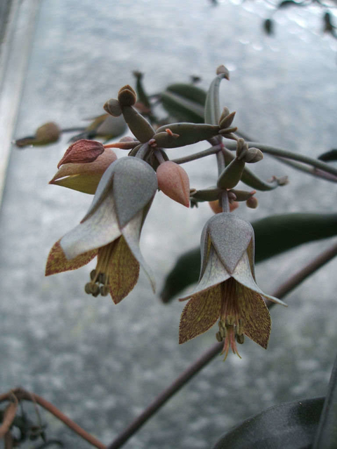 Kalanchoe beauverdii