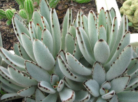 Kalanchoe tomentosa - comprar en línea