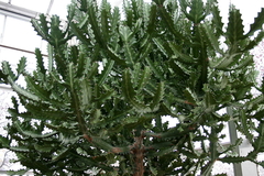Euphorbia lactea - comprar en línea