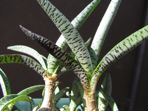 Ledebouria socialis 'Miner'