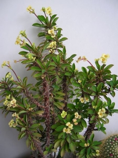 Euphorbia milii 'Lemon Drop' en internet