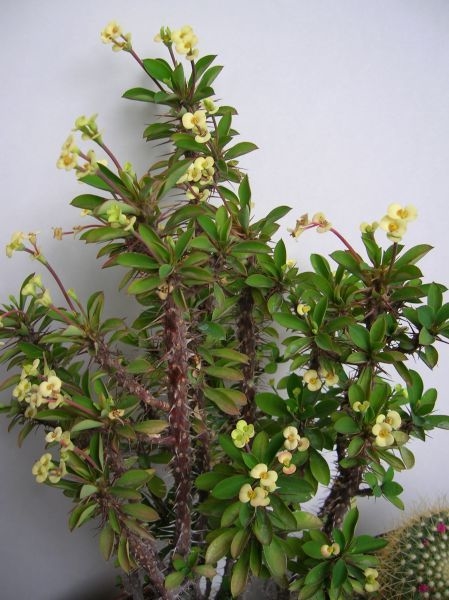 Euphorbia milii 'Lemon Drop'