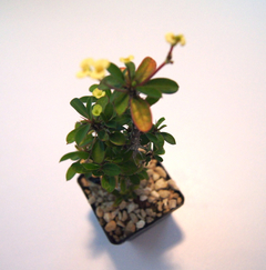 Euphorbia milii 'Lemon Drop' - tienda en línea