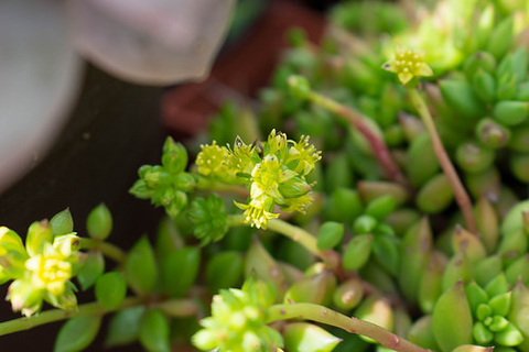 Lenophyllum acutifolium