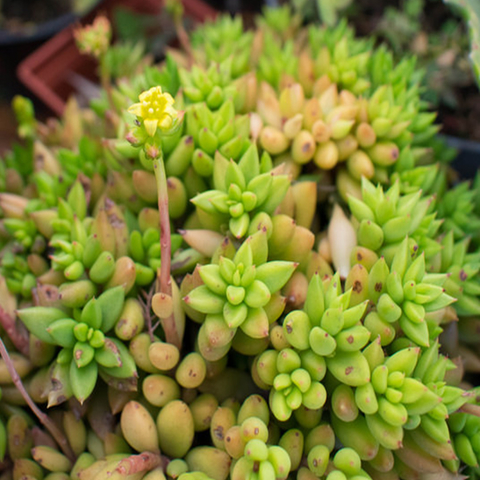 Lenophyllum acutifolium