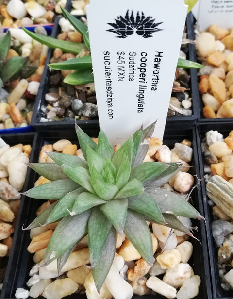 Haworthia cooperi ligulata