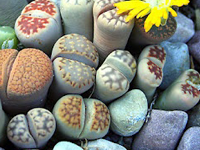 Semillas Lithops Mix