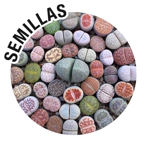 Semillas Lithops Mix