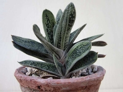 Gasteria 'Little Warty' en internet