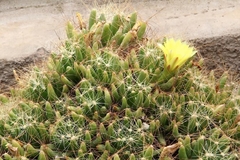 Mammillaria longimamma - Suculentas Dzityá