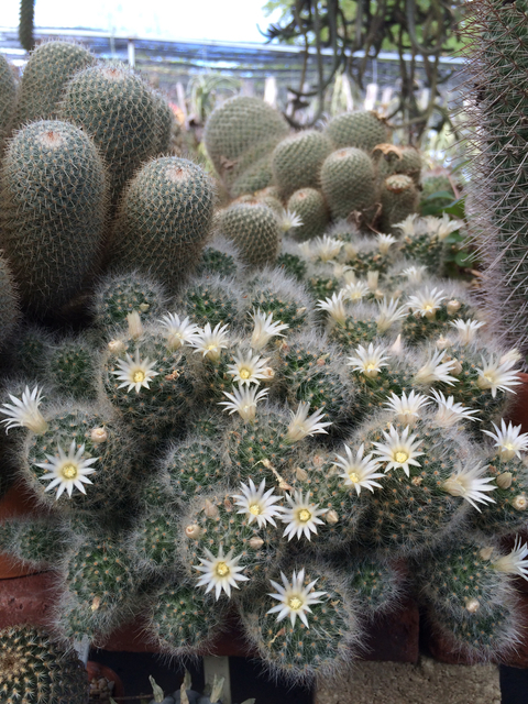 Mammillaria albicoma