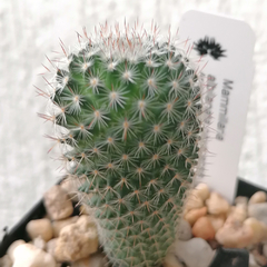 Mammillaria albilanata oaxacana