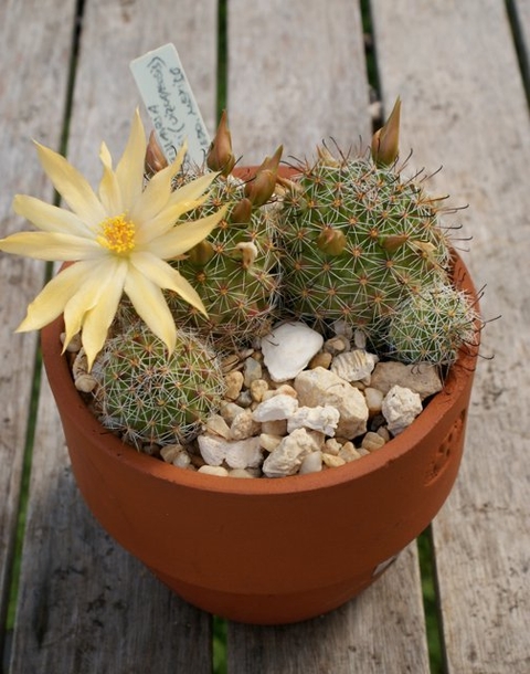 Mammillaria beneckei