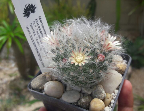 Mammillaria bocasana