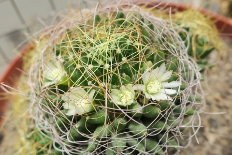 Mammillaria decipiens camptotricha