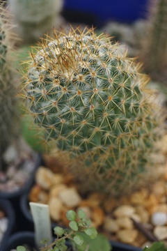 Mammillaria columbiana - comprar en línea