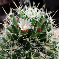 Mammillaria decipiens decipiens