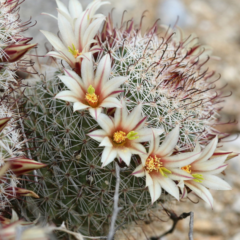 Mammillaria dioica