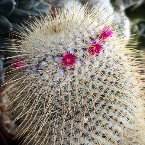 Mammillaria dixanthocentron