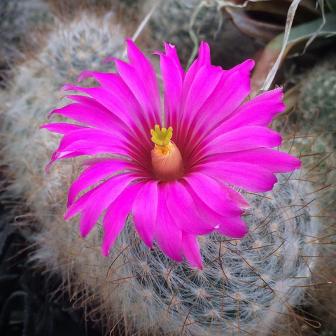 Mammillaria guelzowiana