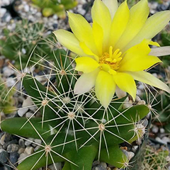 Mammillaria longimamma