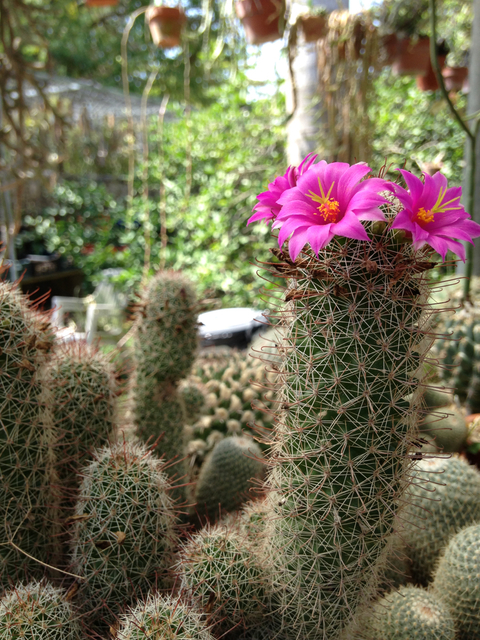 Mammillaria mazatlanensis