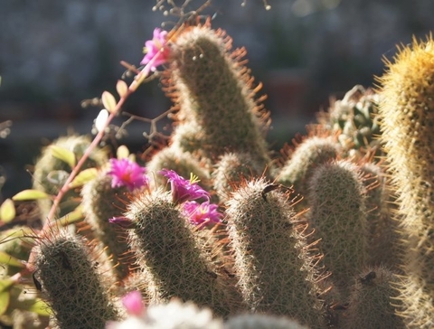 Mammillaria mazatlanensis (Punta Careyes, Jalisco)