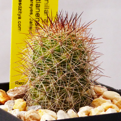 Mammillaria mazatlanensis (Punta Careyes, Jalisco)