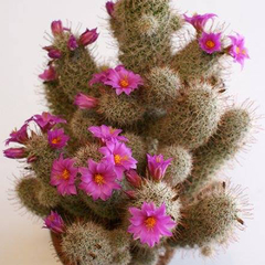 Mammillaria mazatlanensis