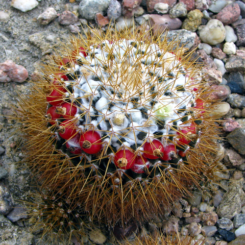 Mammillaria nivosa