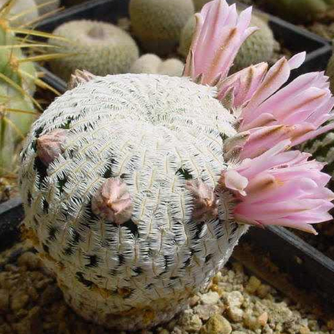 Mammillaria pectinifera