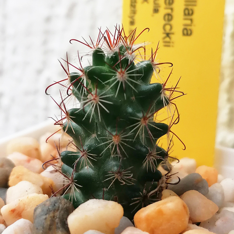 Mammillaria picta viereckii