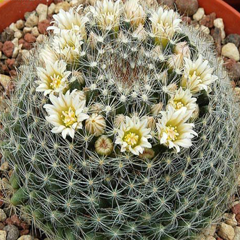 Mammillaria pilispina