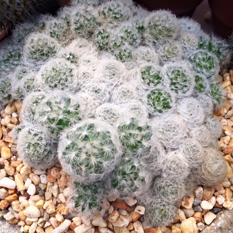 Mammillaria plumosa