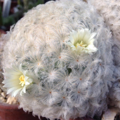 Mammillaria plumosa