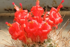 Semillas Mammillaria poselgeri - comprar en línea