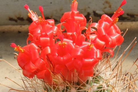 Semillas Mammillaria poselgeri