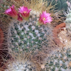 Mammillaria rekoi leptacantha