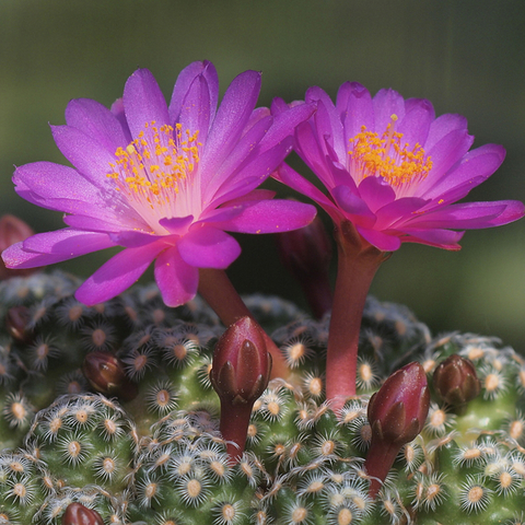 Mammillaria saboae ssp. haudeana (Injertada)