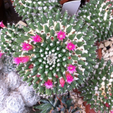 Mammillaria sartorei